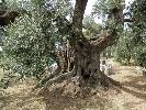 L'Olivo